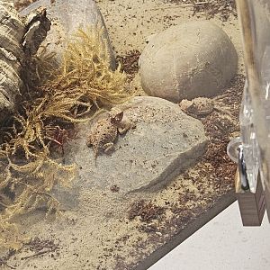 Texas horned lizards