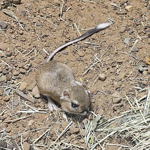 Texas kangaroo rat