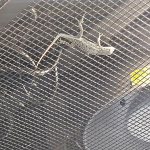 Eastern fence lizard