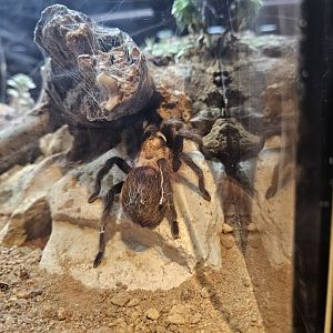 Texas brown tarantula