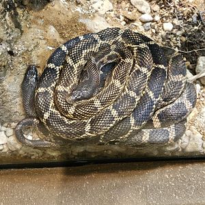 Texas rat snakes