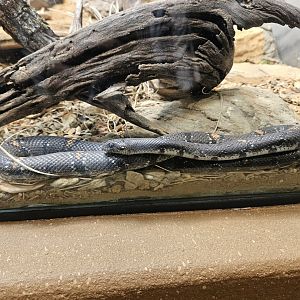 Gray-banded kingsnake