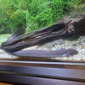 Lesser siren being seen