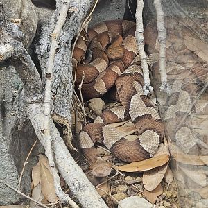Broad-banded copperheads