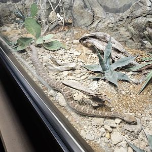 Western diamondback rattler