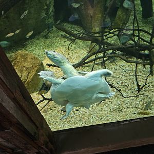 Spiny softshell turtle