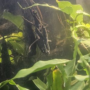 Golden-eyed stick insects