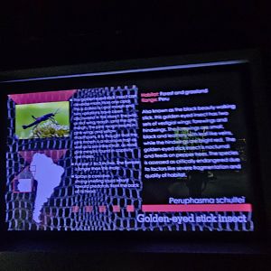 New stick insect sign