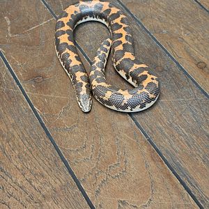 Kenyan sand boa