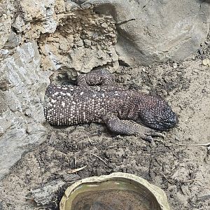 Rio Fuerte beaded lizard