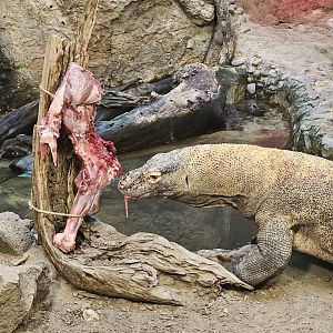 Komodo dragon having lunch