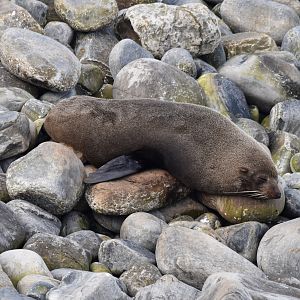 Australian Fur Seal