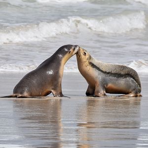 Australian Sea Lions
