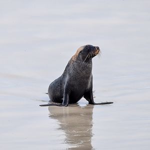 Australian Sea Lion