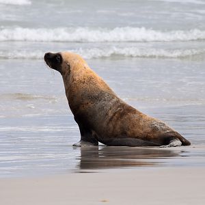 Australian Sea Lion