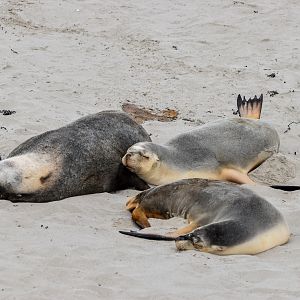 Australian Sea Lions