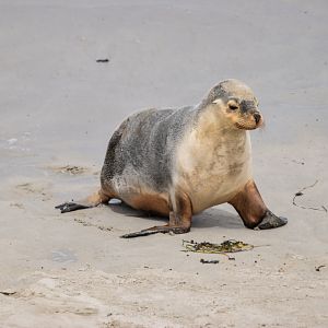 Australian Sea Lion