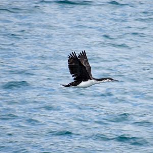 Black-faced Cormorant