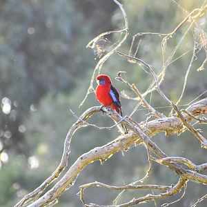 Kangaroo Island Crimson Rosella