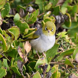 Silvereye