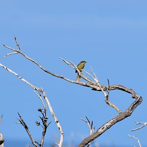 Purple-gaped Honeyeater