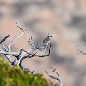 Tawny-crowned Honeyeater