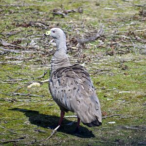 Cape Barren Goose