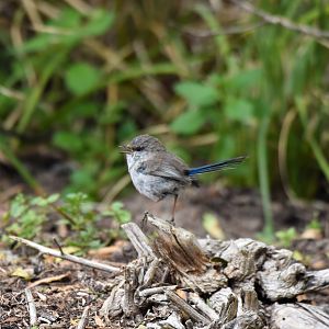 Kangaroo Island Superb Fairywren