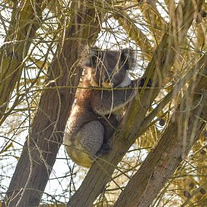 Koala - introduced on Kangaroo Island