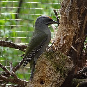 Grey-faced woodpecker (Picus canus)