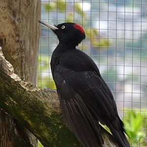 Black woodpecker (Dryocopus martius)