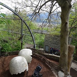 Black vulture aviary and raven aviary