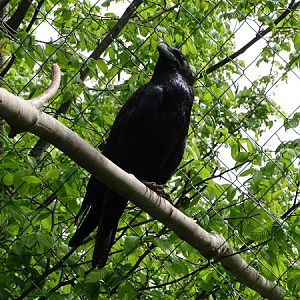 Common raven(Corvus corax corax)