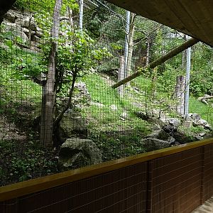 Aviary for Eurasian black vulture, ural owl and honey-buzzard