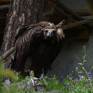 Eurasian black vulture (Aegypius monachus)