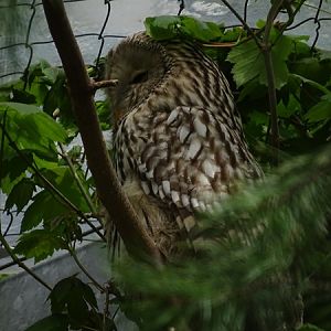 South European ural owl (Strix uralensis macroura)