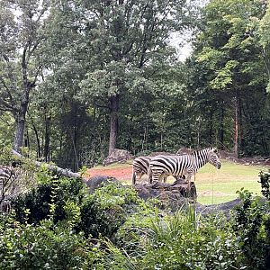 Grant’s Zebras