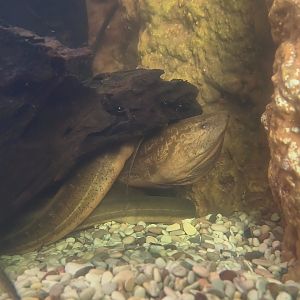 Asian Swamp Eel
