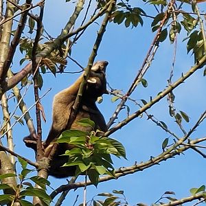 Crab-eating raccoon enjoys the sun