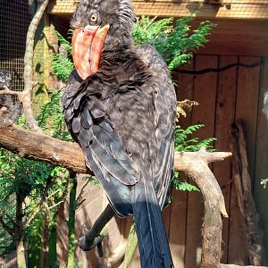 Crowned hornbill (Lophoceros alboterminatus)