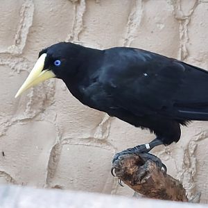 Crested oropendola (Psarocolius decumanus)