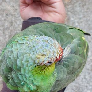 Susi the Lilacine amazon (Amazona autumnalis lilacina) on my arm