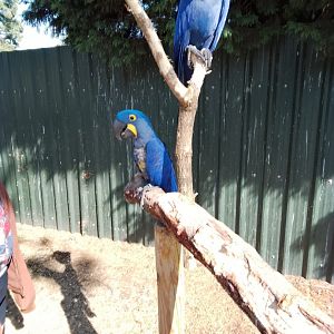 Hyacinth macaws
