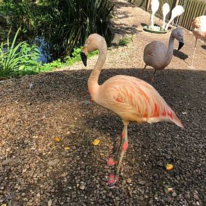 Flamingos