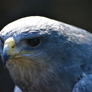 Geranoaetus melanoleucus - Black-chested Buzzard-Eagle