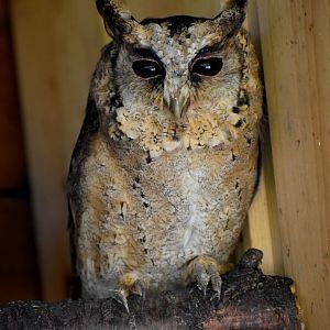 Otus bakkamoena - Indian Scops Owl