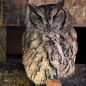 Megascops kennicottii - Western Screech Owl