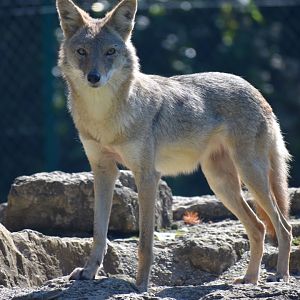 Canis latrans - Coyote