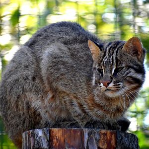 Prionailurus bengalensis euptilurus - Amur Leopard Cat