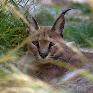 Caracal caracal - Caracal